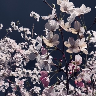 四月が来たから