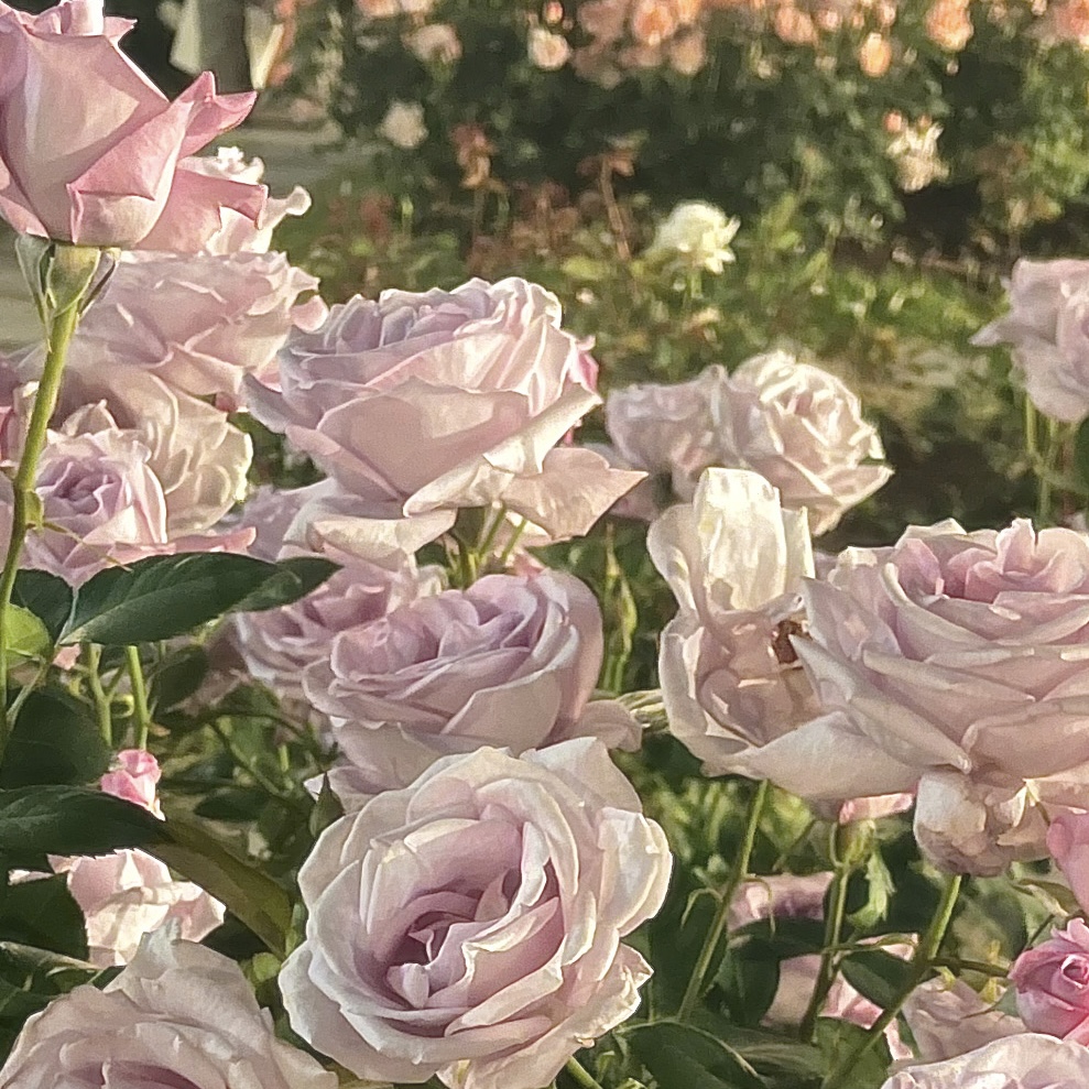 Rose Garden ꫂ ၴႅၴꫂ ၴႅၴ