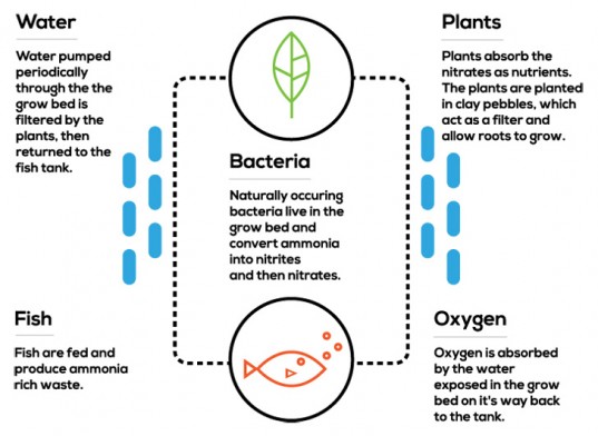 aquasprouts-diagram-537x392