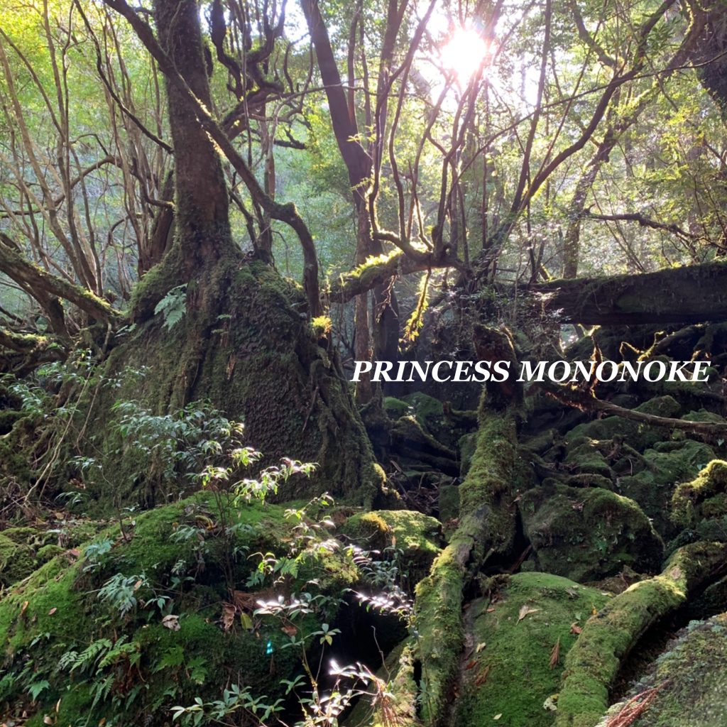 生涯忘れない絶景。 #もののけ姫 の舞台「白谷雲水峡」に実際に行ってみた！ #屋久島 #ジブリ