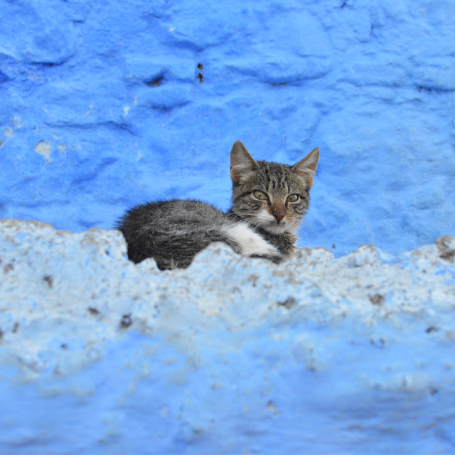 ブルーと、猫と、階段。様々な表情がある青い街シャフシャウエンvol.2 #放浪 #アフリカ #モロッコ #chefchaouen