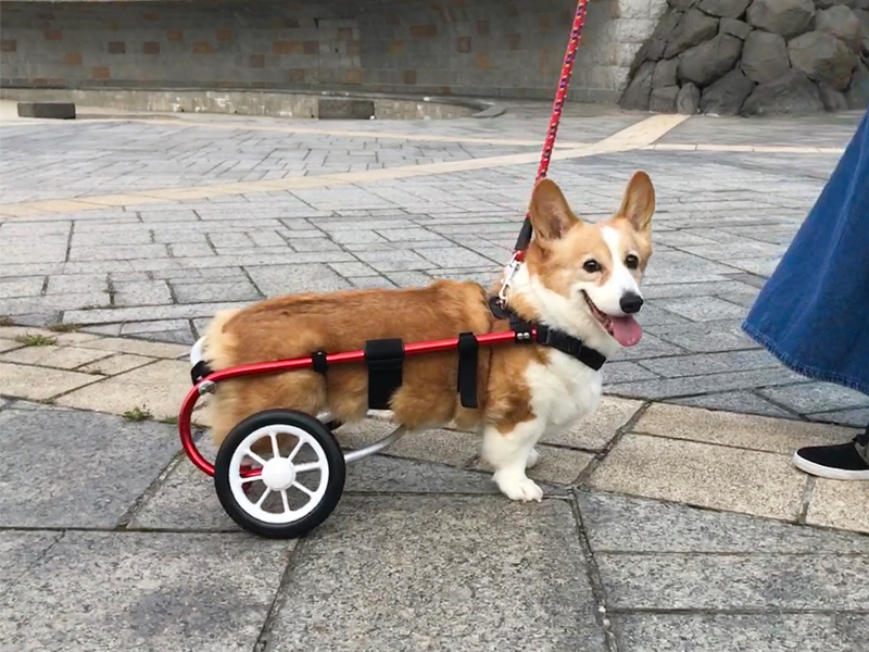 ぽちの車イス　コーギー13.5Kg用 北海道から神奈川へ。愛犬の車椅子を作った話 #ポチの車イス #変性性