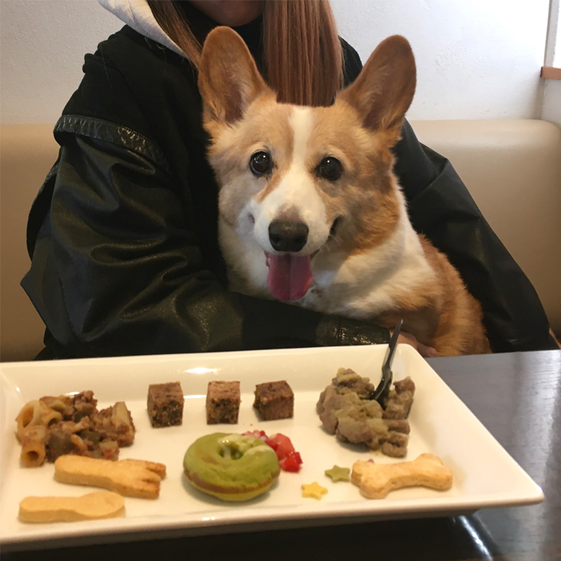 ワンちゃんも全席OK。犬も人間も楽しめる札幌おすすめドッグカフェ #北海道
