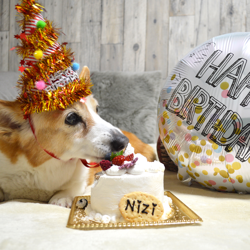 大切な愛犬のお祝いに本格ケーキをお探しなら。札幌でおすすめの犬用ケーキ #北海道