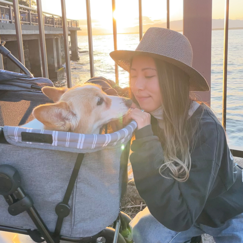 北海道から神奈川へ。愛犬の車椅子を作った話 #ポチの車イス #変性性脊髄症