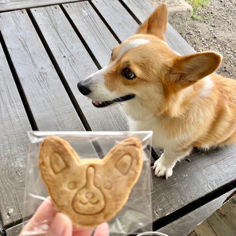 看板犬のかわいいコーギーがお迎えしてくれる癒しのティースタンド #札幌 #北海道