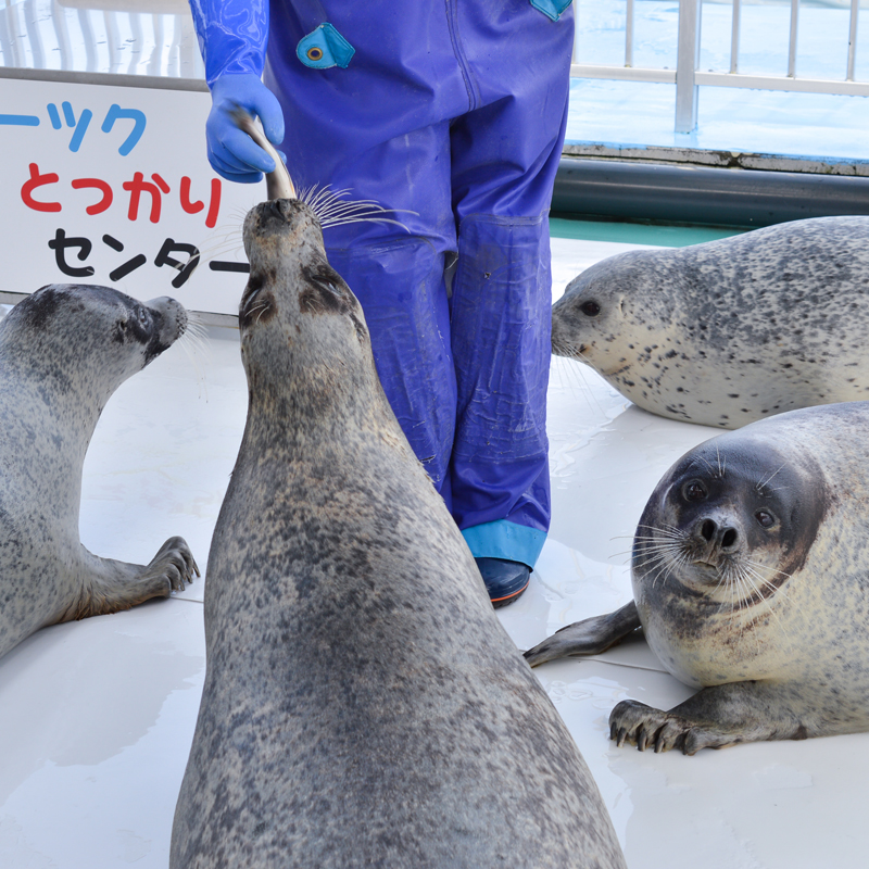個性豊かなアザラシに出会える【紋別】日本唯一のアザラシ保護施設オホーツクとっかりセンター