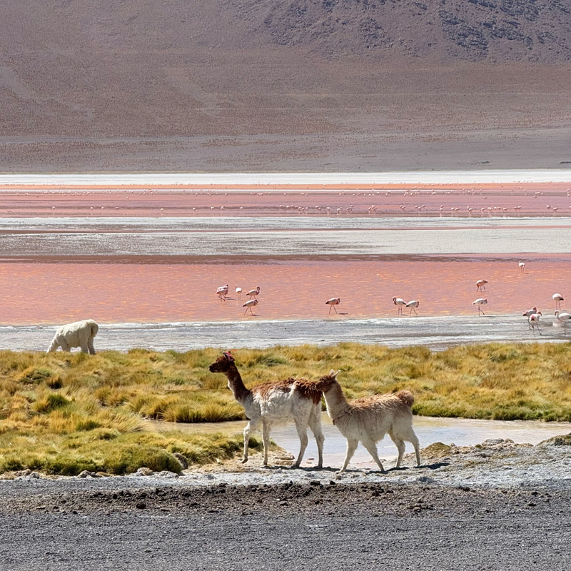 【南米旅】高山病にならないために。ボリビア・ペルーで実践した高山病対策まとめ