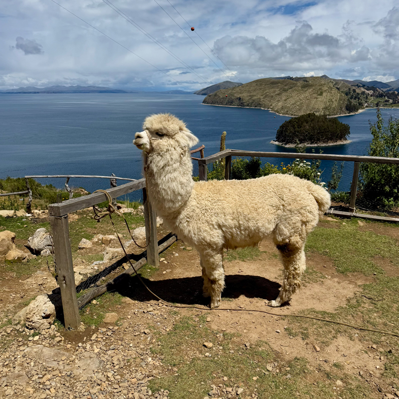 【ボリビア】チチカカ湖の絶景と太陽神の伝説を巡る太陽の島トレイル