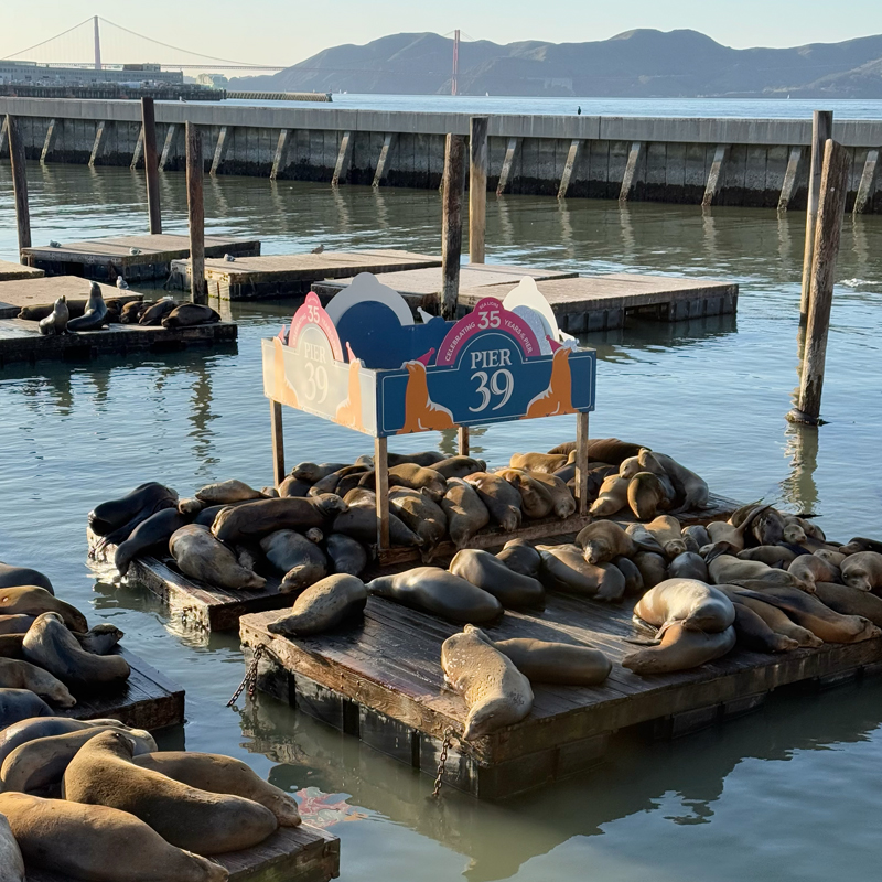 【サンフランシスコ】名物のカリフォルニアアシカと海風に癒されるPIER39