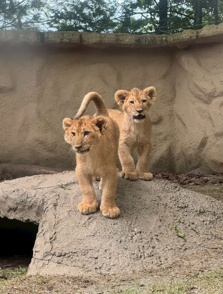 富士サファリパークで出会える子ライオンたちに癒された休日♡