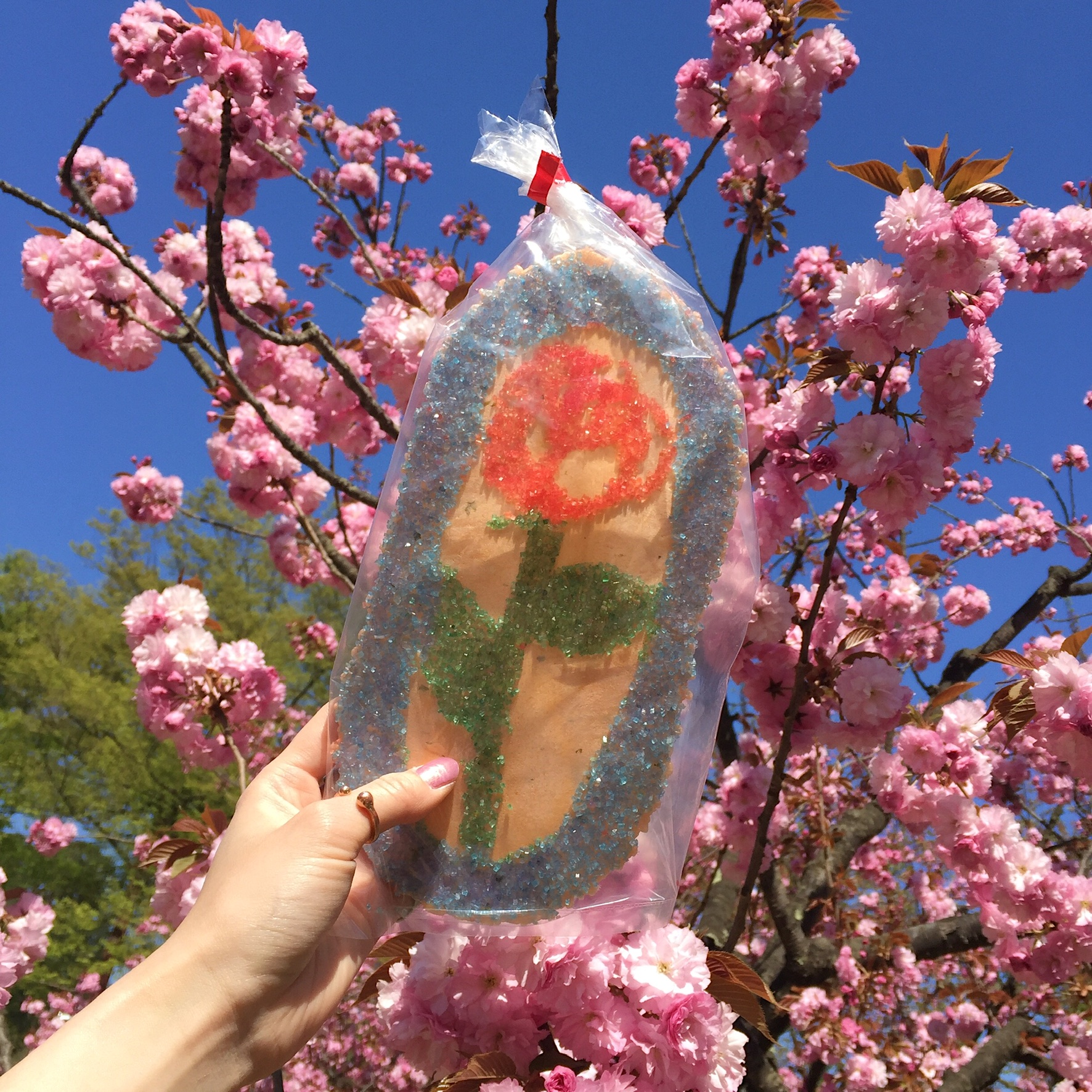 日本三大桜名所の弘前さくらまつり♡　#青森 #弘前さくらまつり