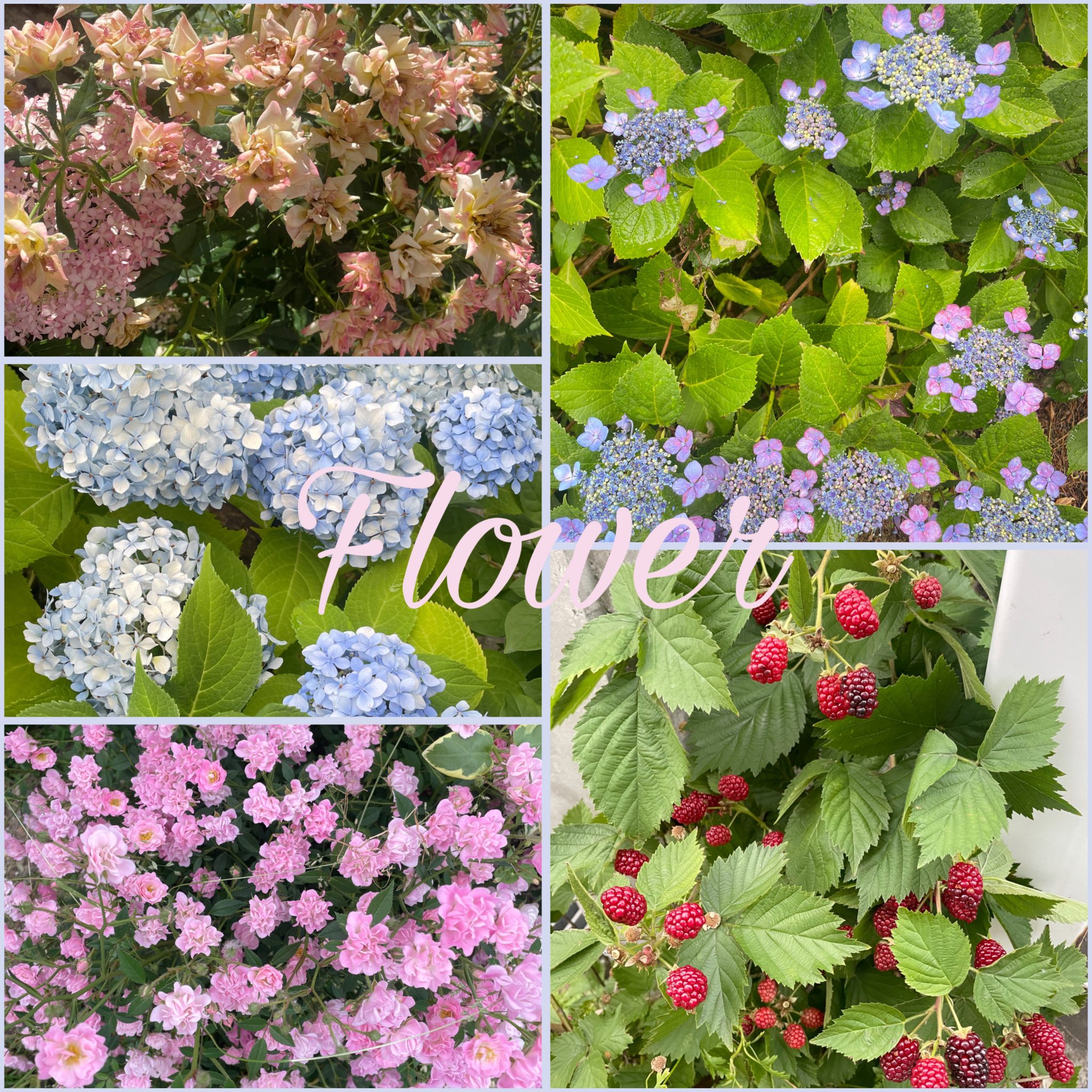 今月撮ったお花の写真コレクション ✽.｡.:*