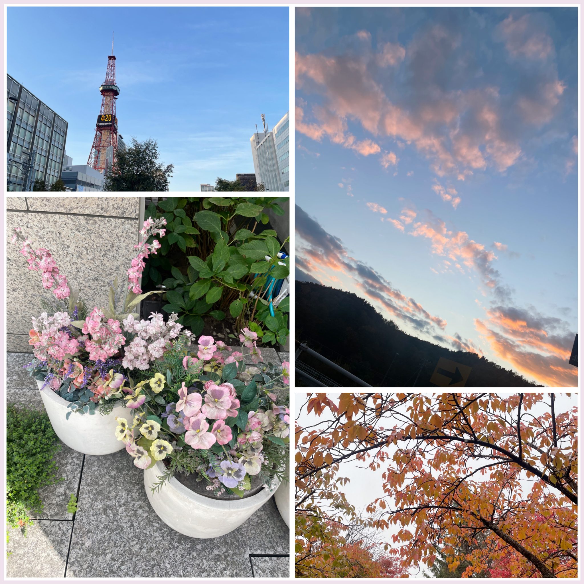 今月撮った写真✧˖°