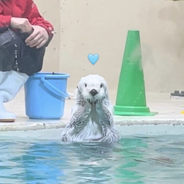 あのアイドルに会える鳥羽水族館❤︎ ྀི