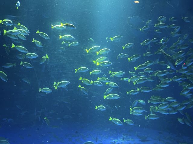 【石川・七尾】もうすぐ全面再開！のとじま水族館
