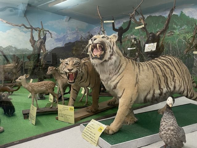 【岡山・津山】約2万点の剥製展示が圧巻の「つやま自然のふしぎ館」