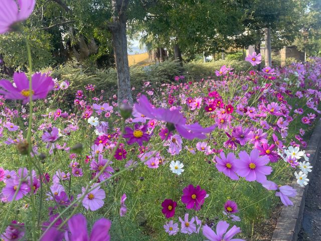 【神戸】子ビーバーを見れるのは今だけ