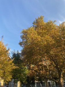 ニューヨークの秋を満喫♡