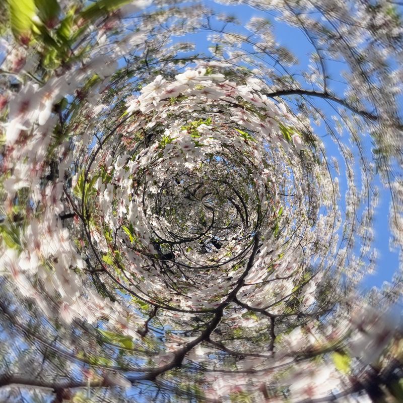 沼にハマるアーティストさんに出逢ってしまいました #Tempalay