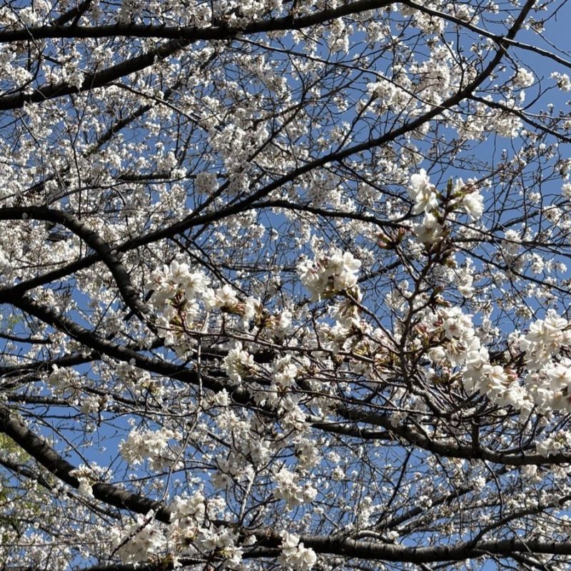 真っ白 #藤井風