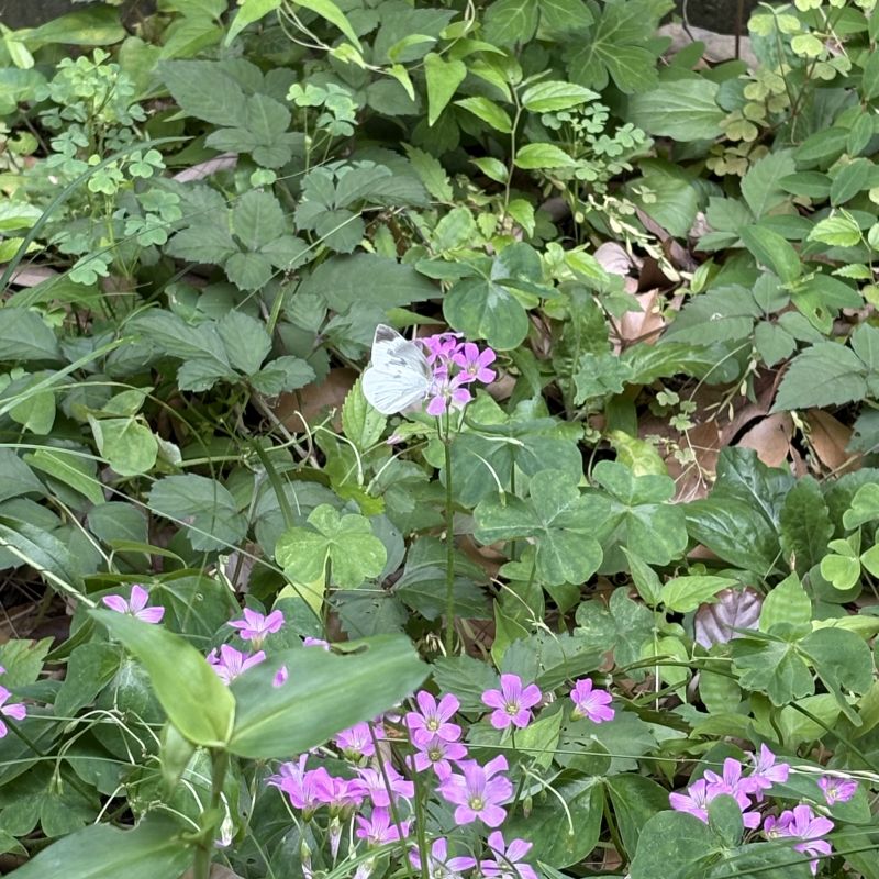 ボロボロと歯が全て抜け落ちる夢꒦꒷