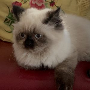 猫を飼いはじめて、3週間。ヤンロイ日記！！ #猫　#ネコ #猫がいる暮らし #猫日記