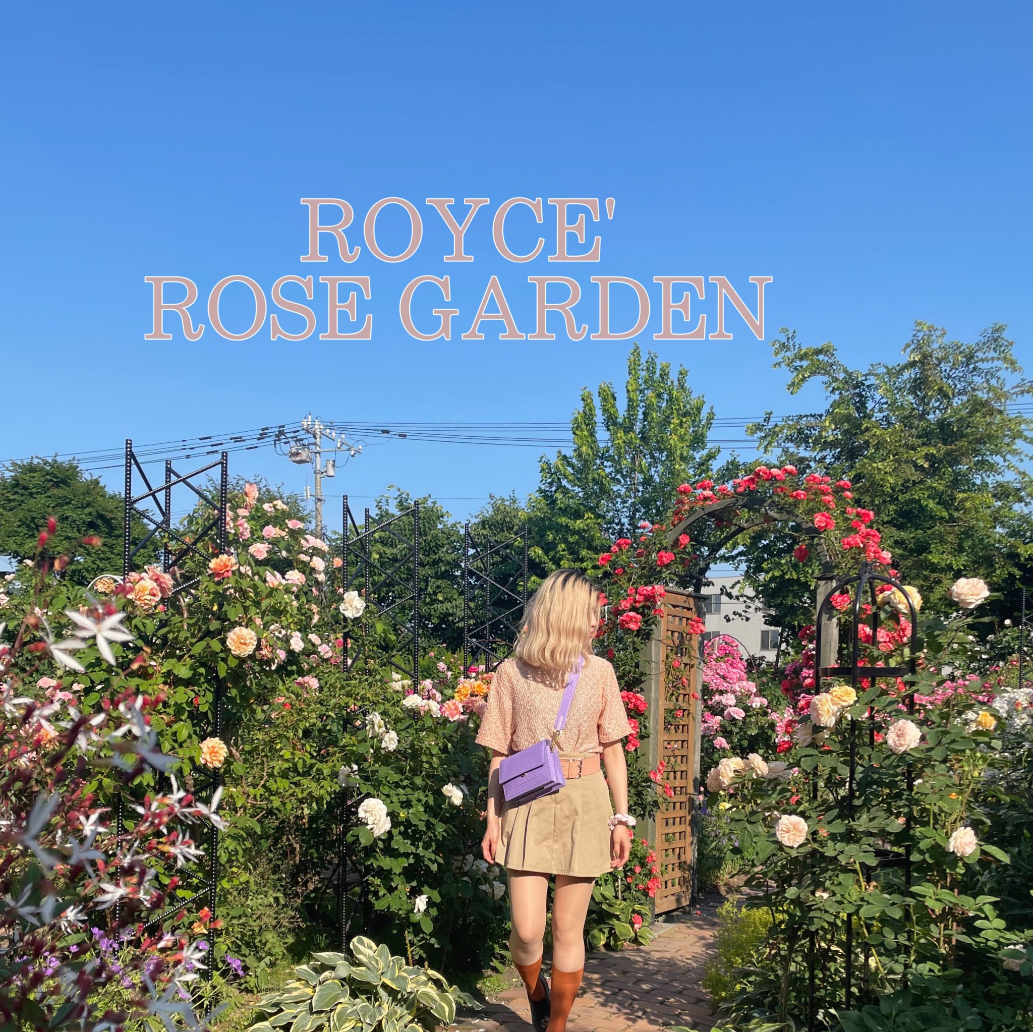 今が見頃のバラを見にROYCE’ ROSE GARDENへ行ってきました♡ #北海道 #ootd