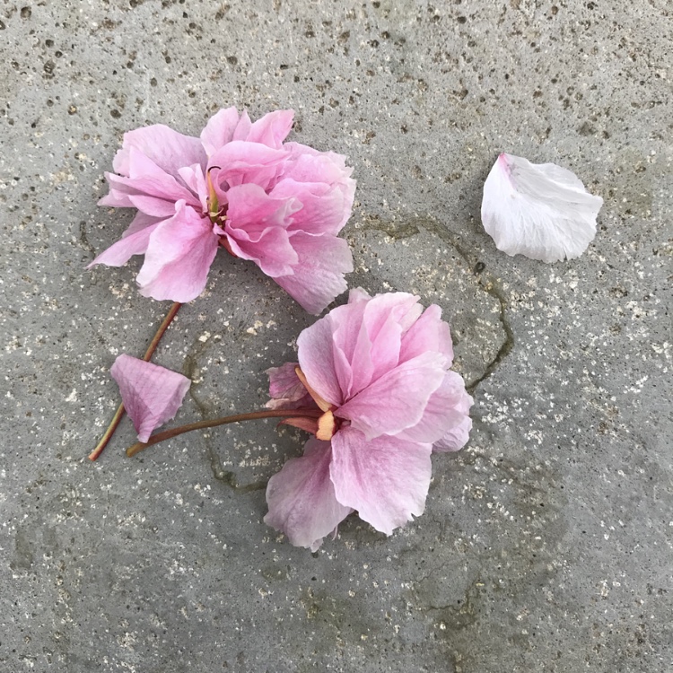 来年絶対にリベンジしたい大阪でオススメのお花見スポット♡#造幣局の通り抜け