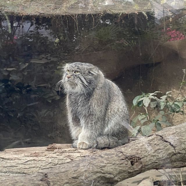 春休みは是非、神戸どうぶつ王国へ