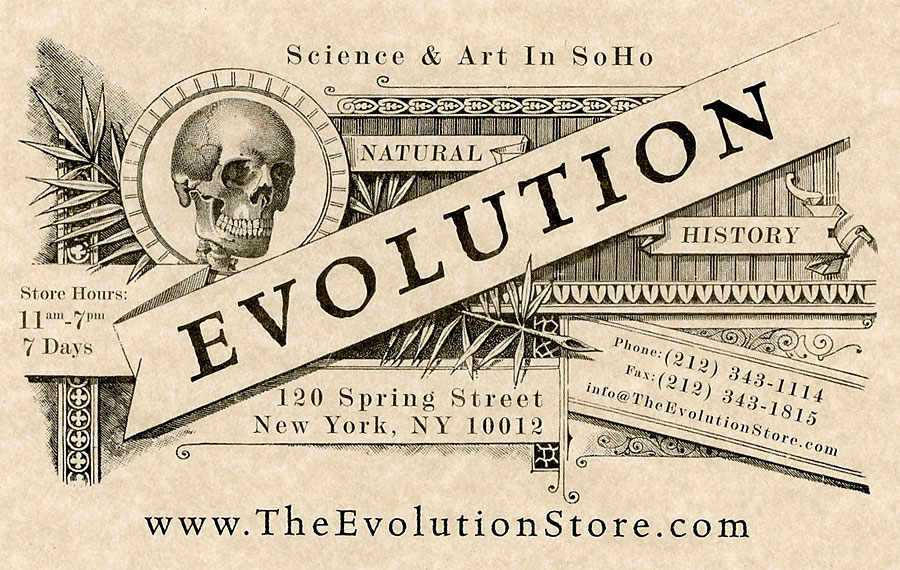 NYCおすすめSHOPマニアック編。剥製や人骨まで買える【The Evolution Store】