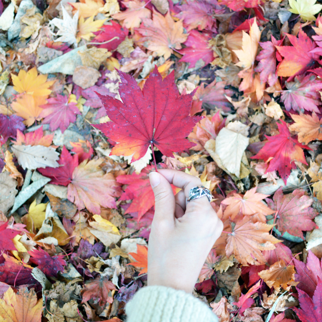 紅葉を楽しもう。札幌の隠れた紅葉名所 #紅葉 #autumn