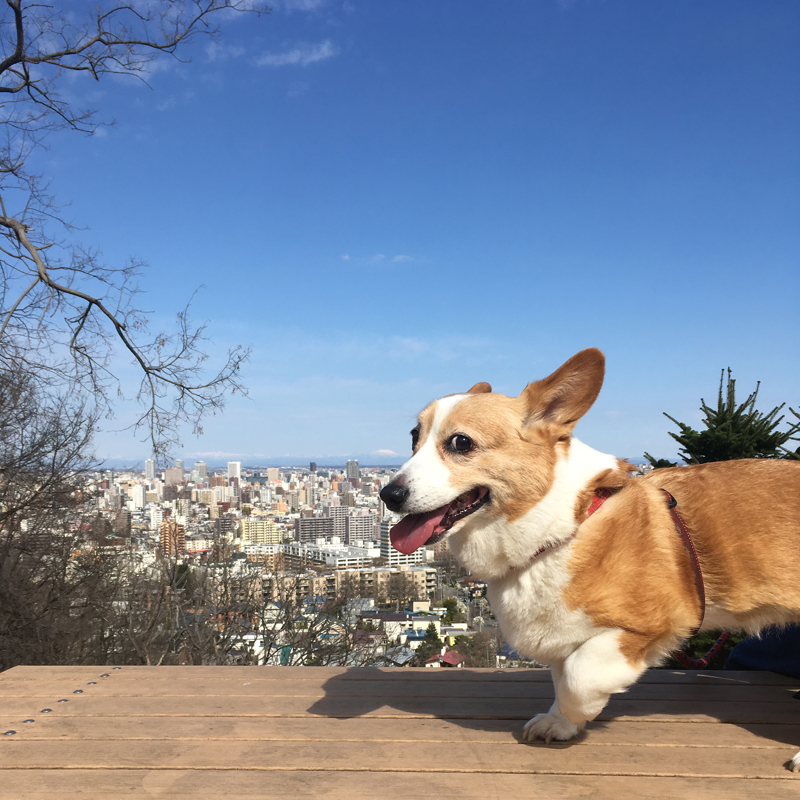 札幌市街が見渡せる自然豊かな公園。愛犬とのおすすめ散歩スポット #札幌ローカル