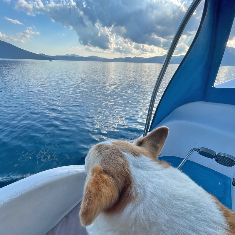 11年連続水質日本一を誇る湖で愛犬とスワンボートに乗ってみた #支笏湖 #北海道