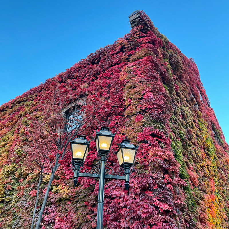 建物全体に張り巡らされた真っ赤なツタ紅葉が絶景! #札幌 #ファクトリー