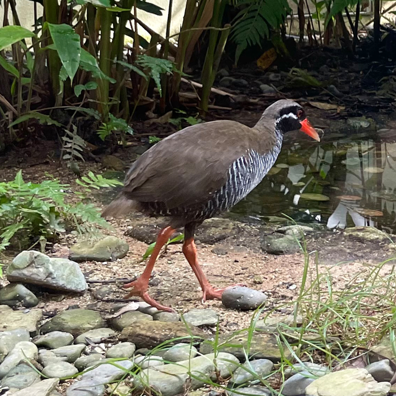 念願のヤンバルクイナに会いに行った旅 #沖縄 #やんばる