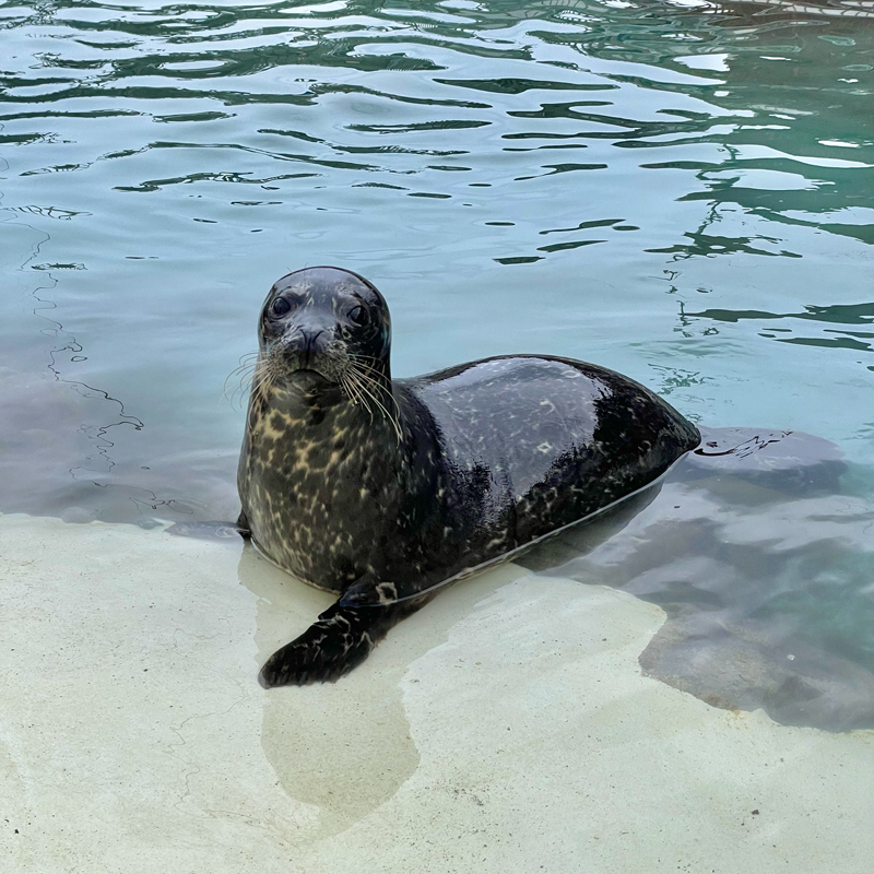 わたしの推し活【おたる水族館】ゼニガタアザラシの赤ちゃんに会いに行った話