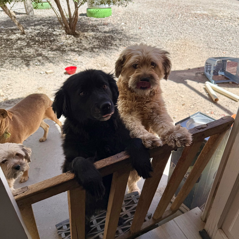 【ウユニ市内】愛犬家オーナーと保護犬に癒されたアットホームなおすすめホテル