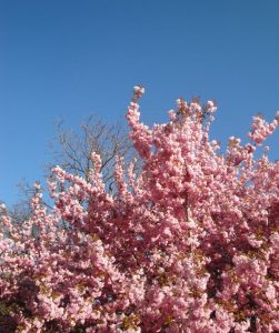 ニューヨークで桜が見れちゃう？！セントラルパークでお花見気分✿