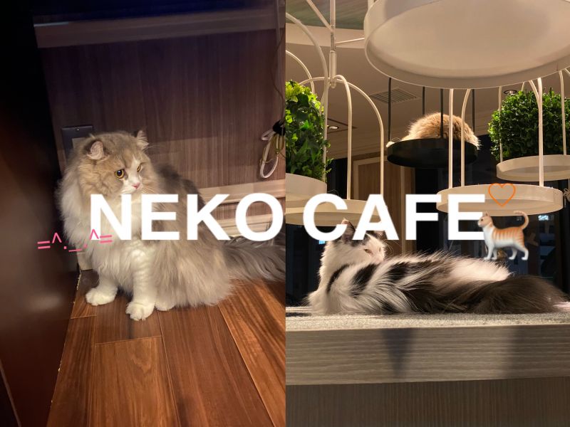 はじめての猫カフェで癒された^.  ̫ .^