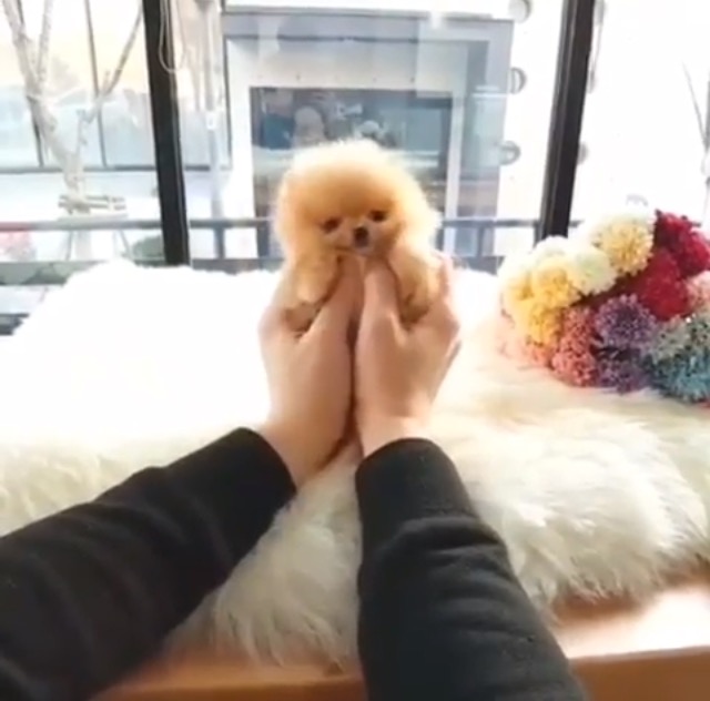 世界の可愛すぎる子犬に癒されて♡今一番ハマってる #PUPPY 専門アカウントをシェア！ #instagram