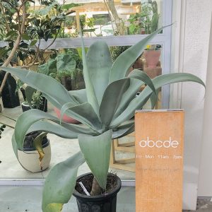 ガーデニング・スタジオ『abcde』