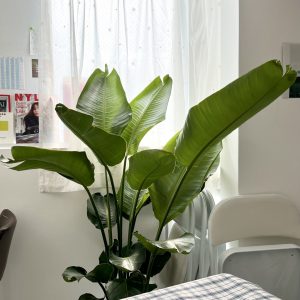 my new roommate ❁ .·*.