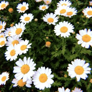 岩手日報の広告が教材に『最後だとわかっていたなら』#大切な人を想う日