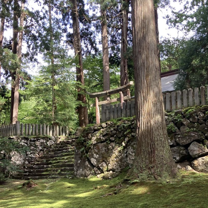 【穴場パワースポット】美しい苔が一面に広がる神秘的な神社でリフレッシュ✨ #白山平泉寺