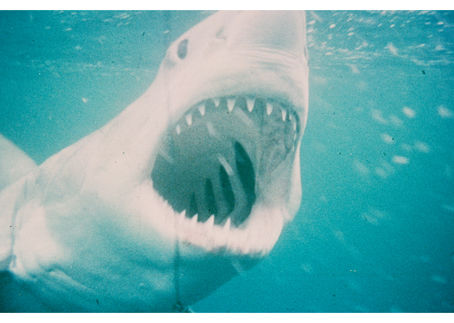 世界の映画と出会える、東京国際映画祭へ行こう!